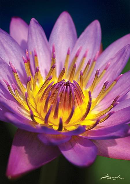 Jigsaw Puzzle - Chromatea Water Lilly (10502)