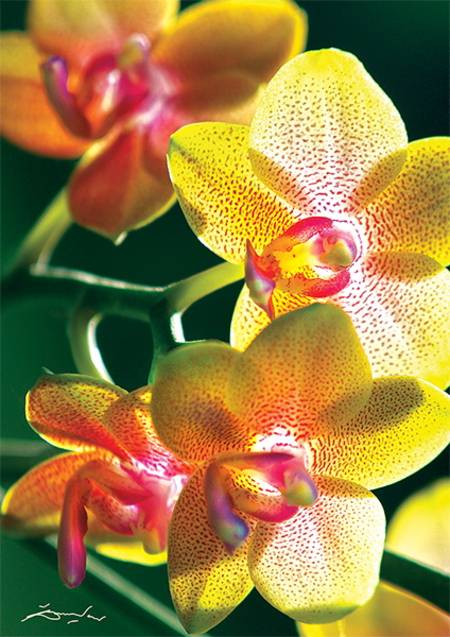 Jigsaw Puzzle - Flowers Orchidea (10503)