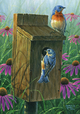 Wooden Jigsaw Puzzle - Two Blues (Birds) - 500 Pieces Wentworth