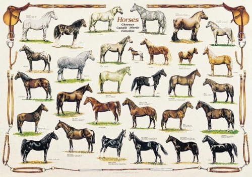 Horses – 1000 Piece Puzzle (Ricordi)