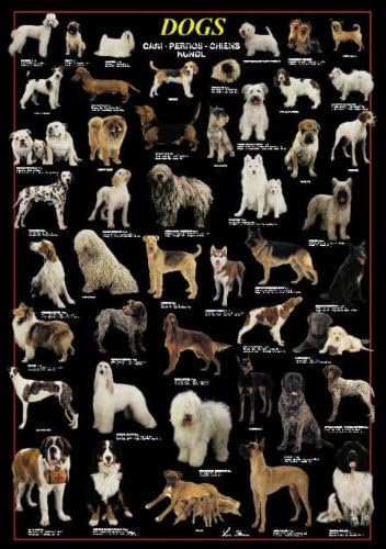 Dogs – 1000 Piece Puzzle (Ricordi)