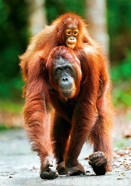 Jigsaw Puzzle - Mother Care - Orangutan, Indonesia (10514)