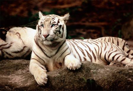 Jigsaw Puzzle - Bengal Tiger (26075) - 1500 Trefl