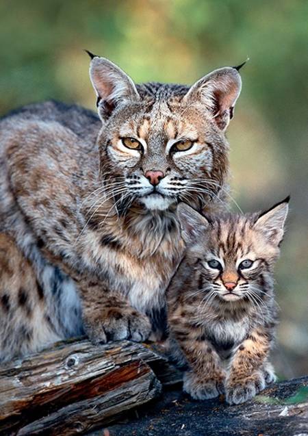 Jigsaw Puzzle - Mother Care - Bobcat, USA (10513)