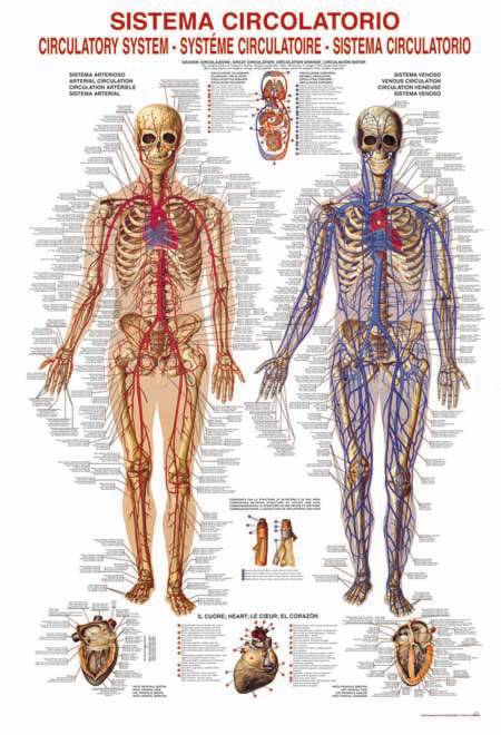 Jigsaw Puzzle - Circulatory System (#2804N00011) - 1000 Pieces Ricordi