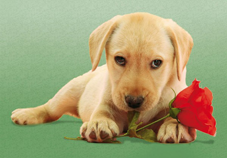 Jigsaw Puzzle - Dog With Rose (30392) - 500 Pieces Clementoni