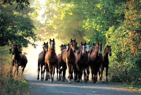 Jigsaw Puzzle - English Stallions (10168)