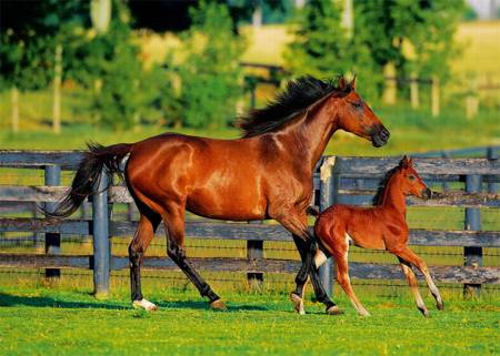 Jigsaw Puzzle - Foal`s First Steps (37095) - 500 Trefl