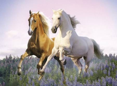 Jigsaw Puzzle - Free Horses (#30287) - 500 Pieces Clementoni