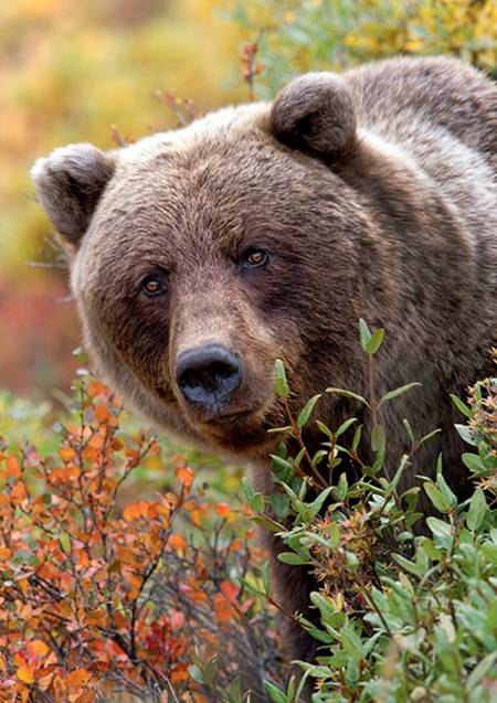 Jigsaw Puzzle - Wild Royals - Grizzly Bear, Alaska USA (10518)
