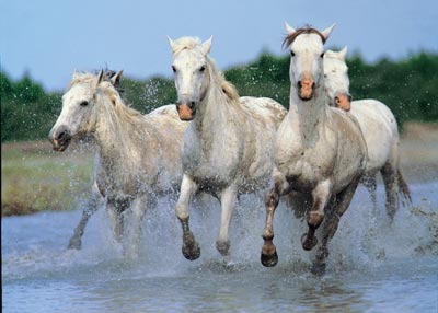 Jigsaw Puzzle - Horses on the Camargue - 1000 Pieces Clementoni