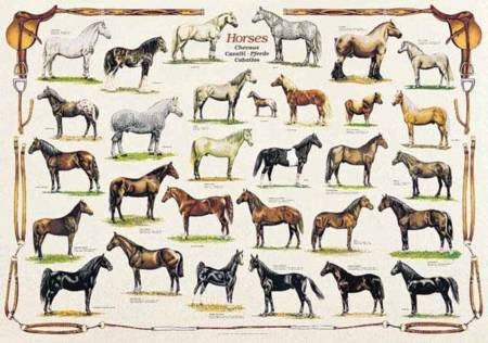 Jigsaw Puzzle - Horses (#2804N00013) - 1000 Pieces Ricordi