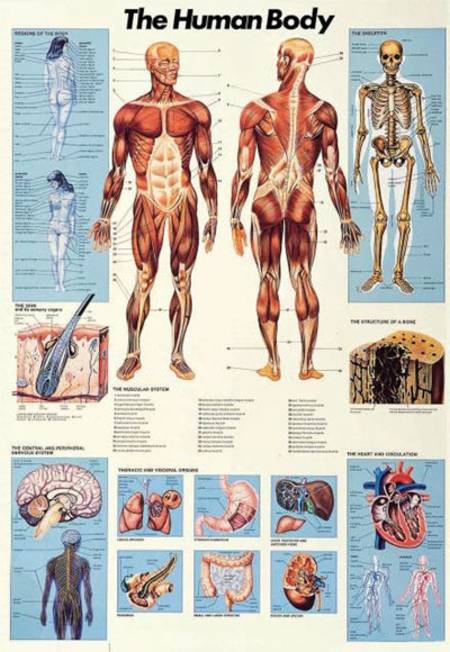 Jigsaw Puzzle - Human Body (#2804N00002) - 1000 Pieces Ricordi