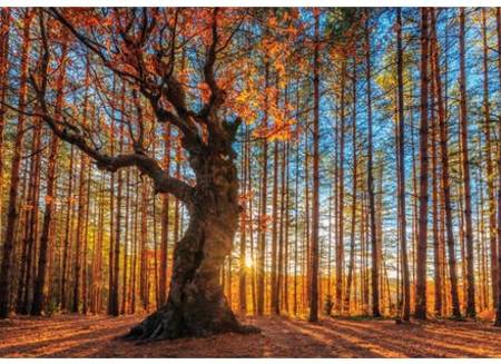 Wooden Jigsaw Puzzle - The King of the Forest (640101) - 500 Pieces