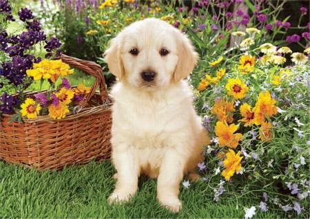 Jigsaw Puzzle - Labrador Puppy in Garden (37160) - 500 Pieces Trefl