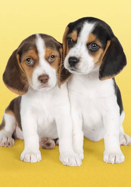 Jigsaw Puzzle - Nice Beagles (#30356) - 500 Pieces Clementoni