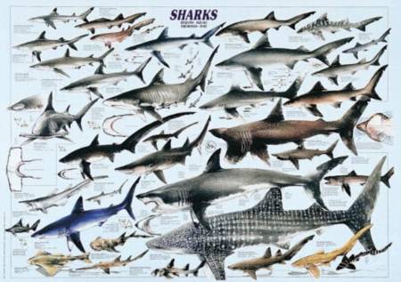Jigsaw Puzzle - Sharks (2804N00026) - 1000 Pieces Ricordi