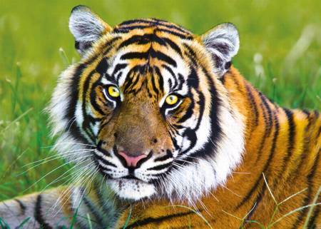 Jigsaw Puzzle - Tiger (37192)