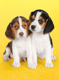 Beagle Puppies