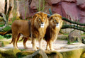 Lions (26088)