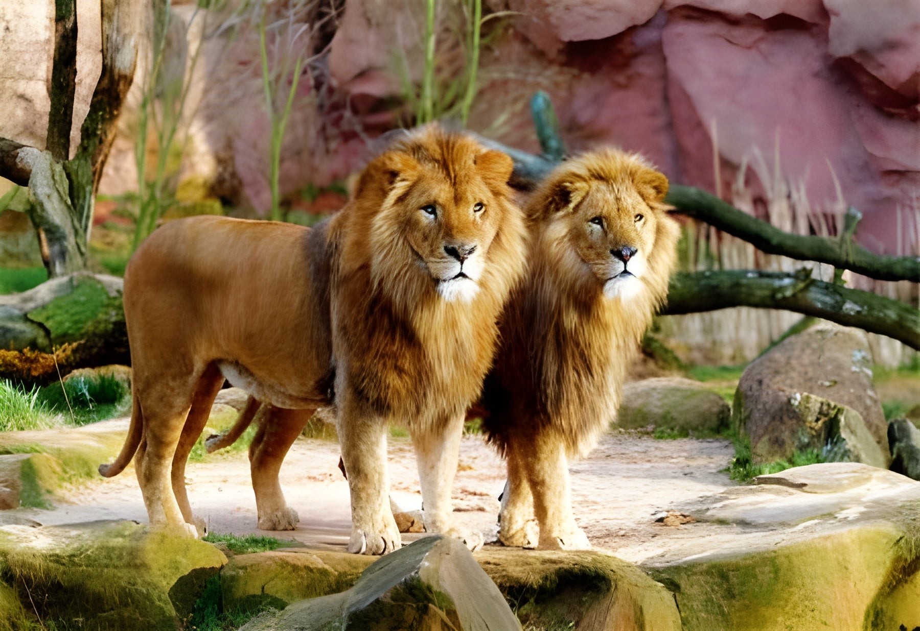 Lions (26088)