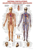 Circulatory System (#2804N00011) - 1000 Pieces Ricordi