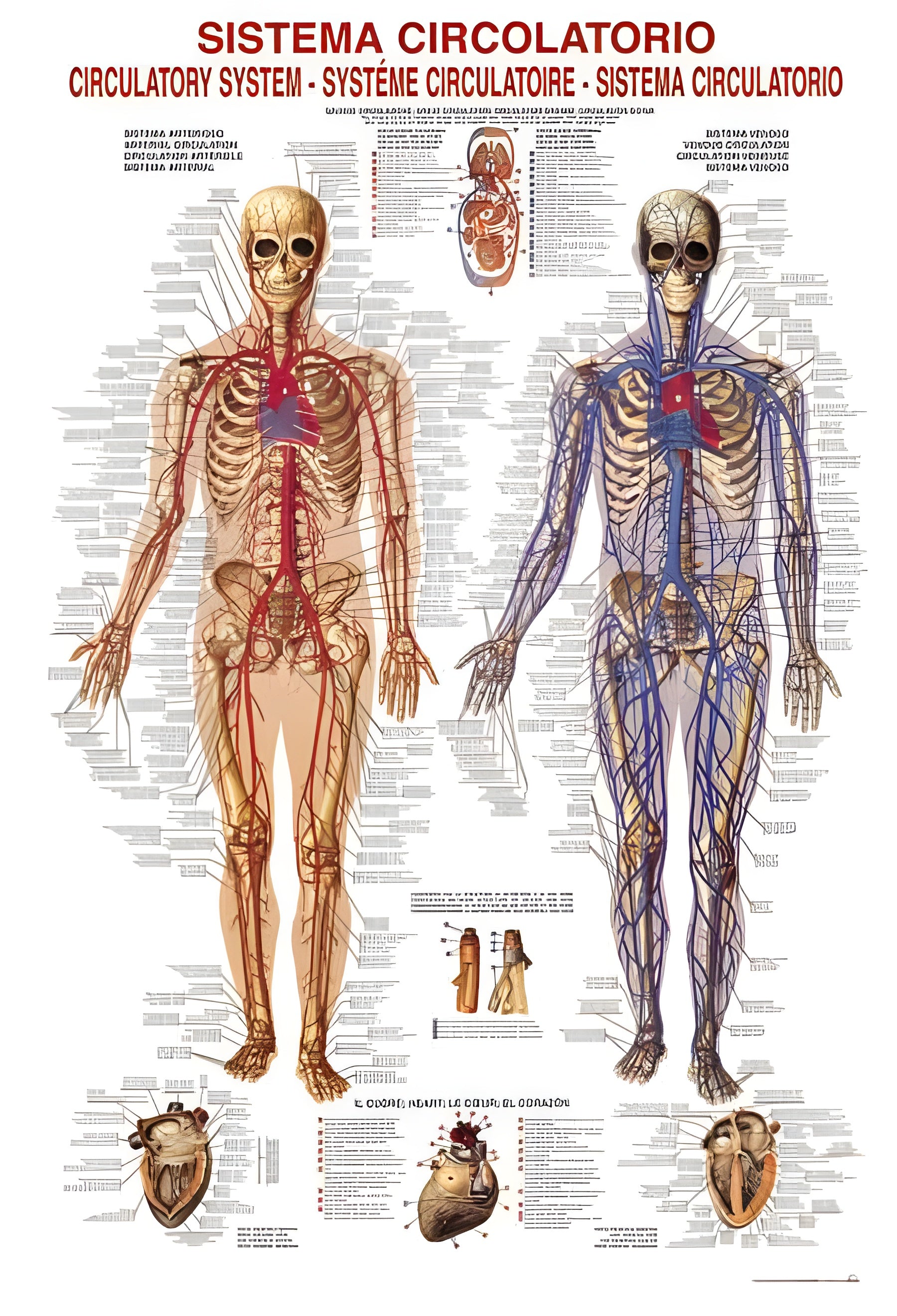 Circulatory System (#2804N00011) - 1000 Pieces Ricordi