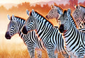 Zebra (26129)