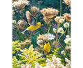 American Goldfinches (982606)