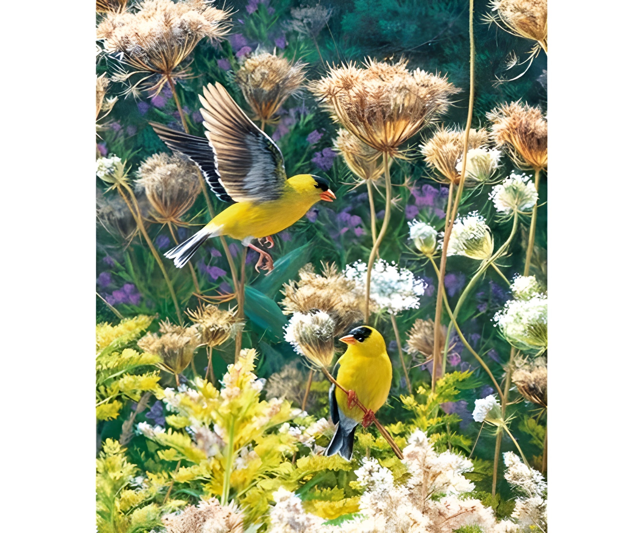 American Goldfinches (982606)