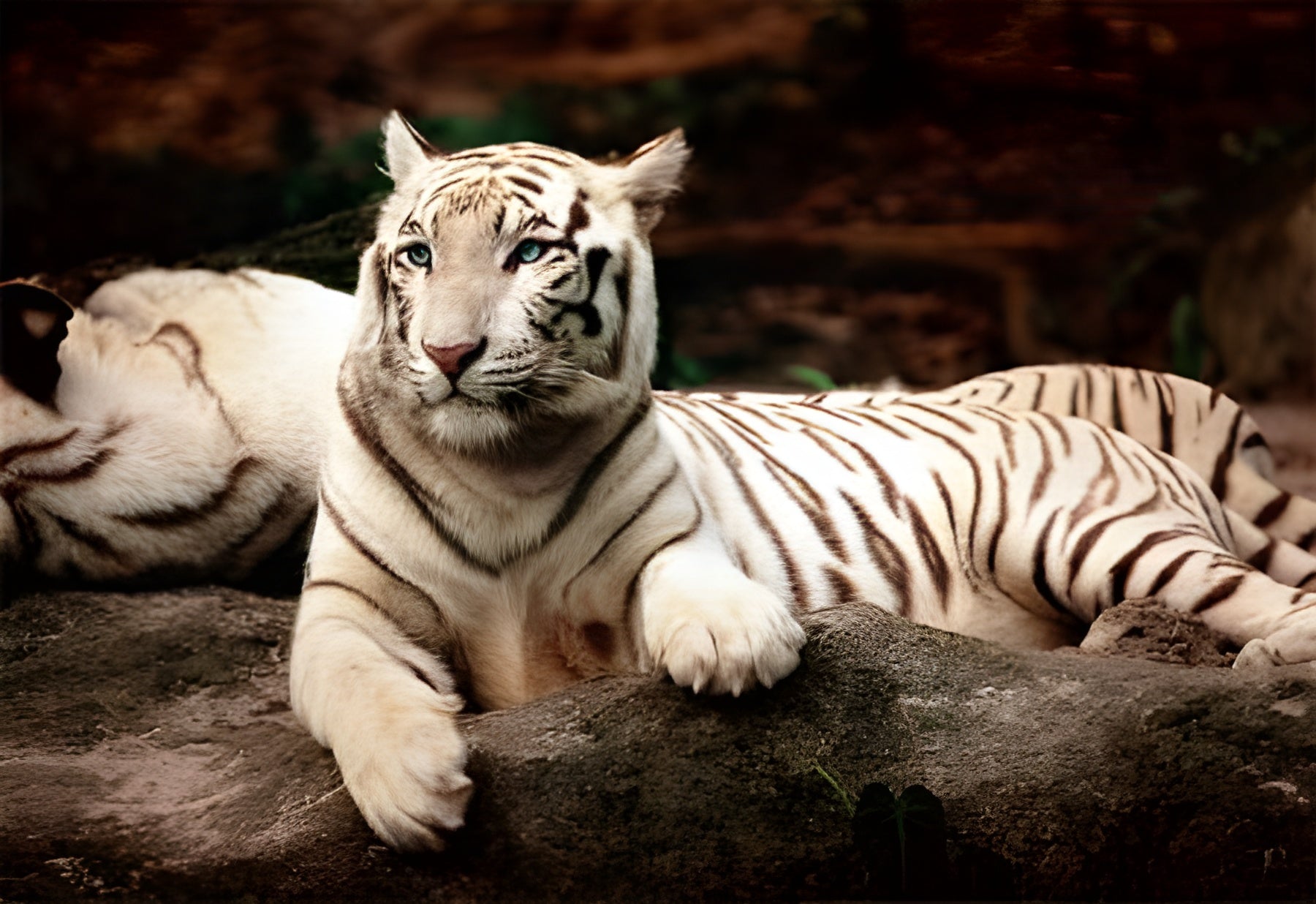 Bengal Tiger (26075)