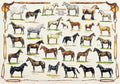 Horses – 1000 Piece Puzzle (Ricordi)
