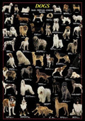 Dogs – 1000 Piece Puzzle (Ricordi)