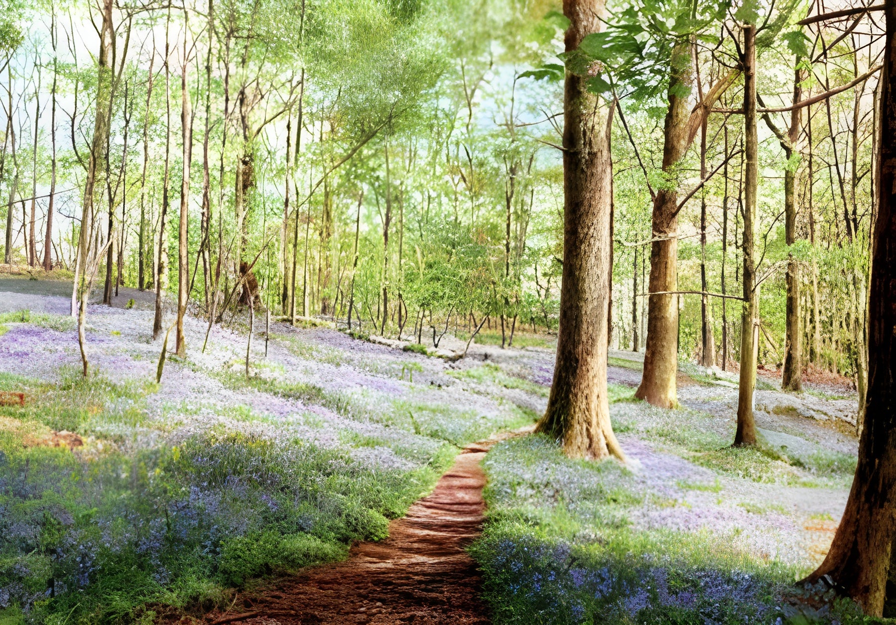 Bluebells, Brathay Woods (#631205)