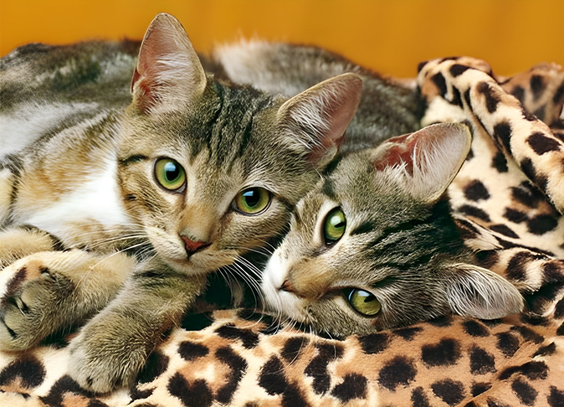 Eyes of Cats (39237)