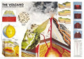 The Volcano (#2804N00030)