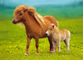Ponies on a Meadow (37144)