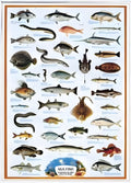 Sea Fish (#2804N00027)
