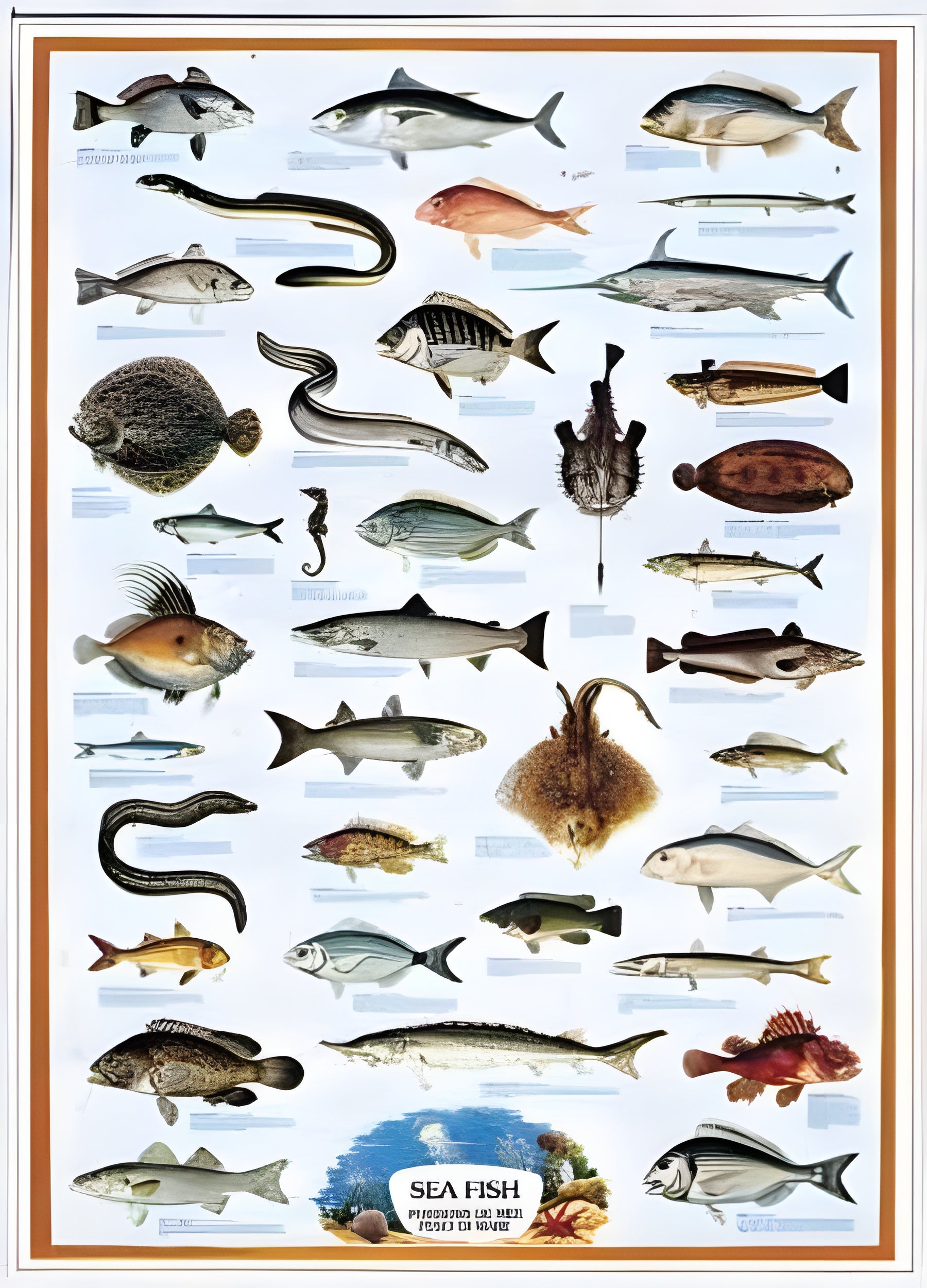 Sea Fish (#2804N00027)