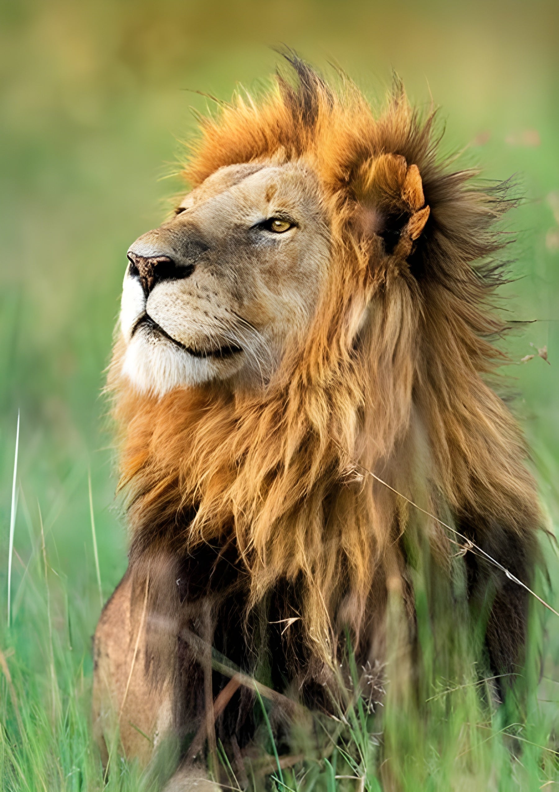 Wild Royals - Lion, Kenya (10517)