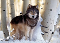 Winter Hunting (#31955)