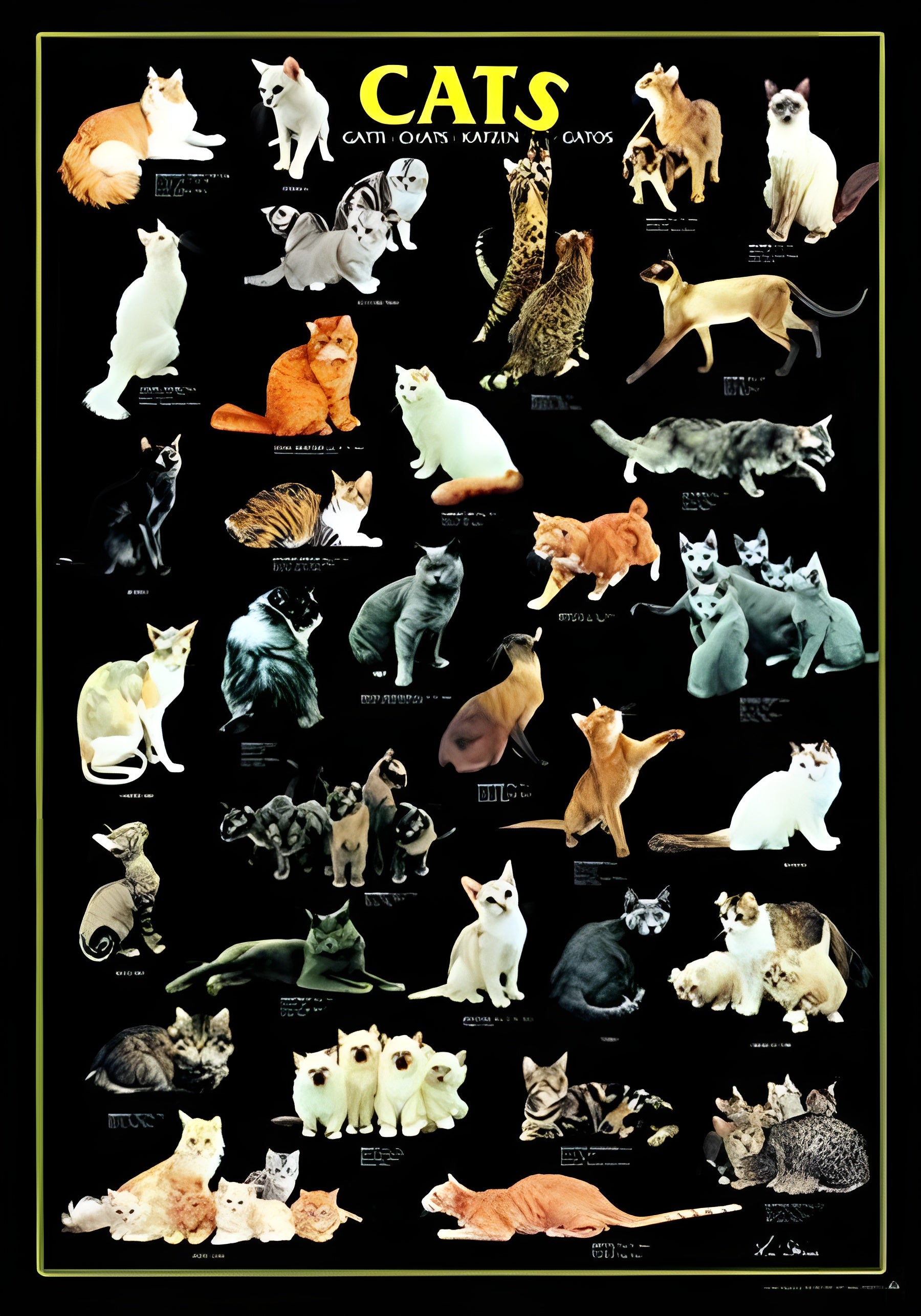 Cats (#2804N00028) - 1000 Pieces Ricordi