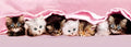 Kittens Under Blanket (39127) (Panoramic)