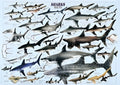 Sharks (2804N00026)