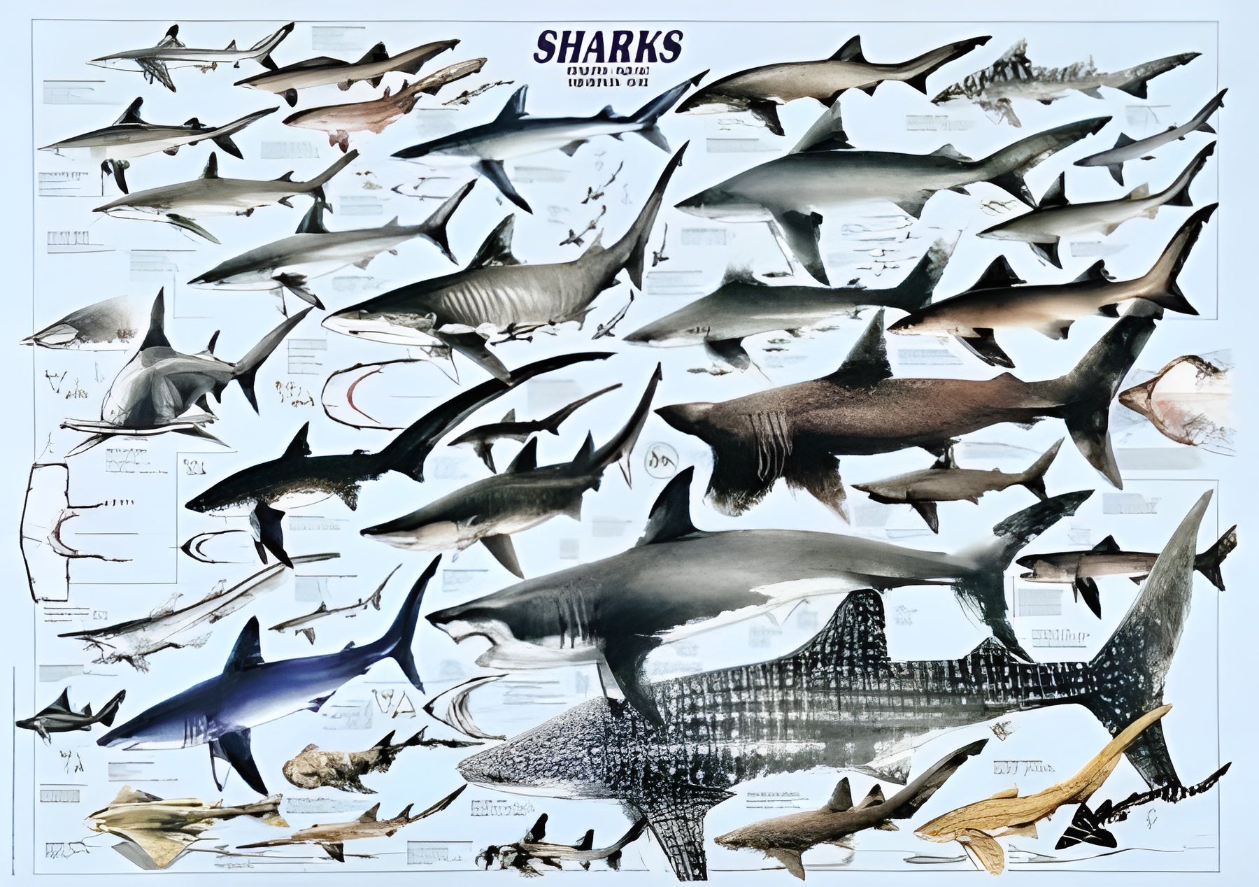 Sharks (2804N00026)
