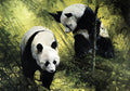 Panda Pair
