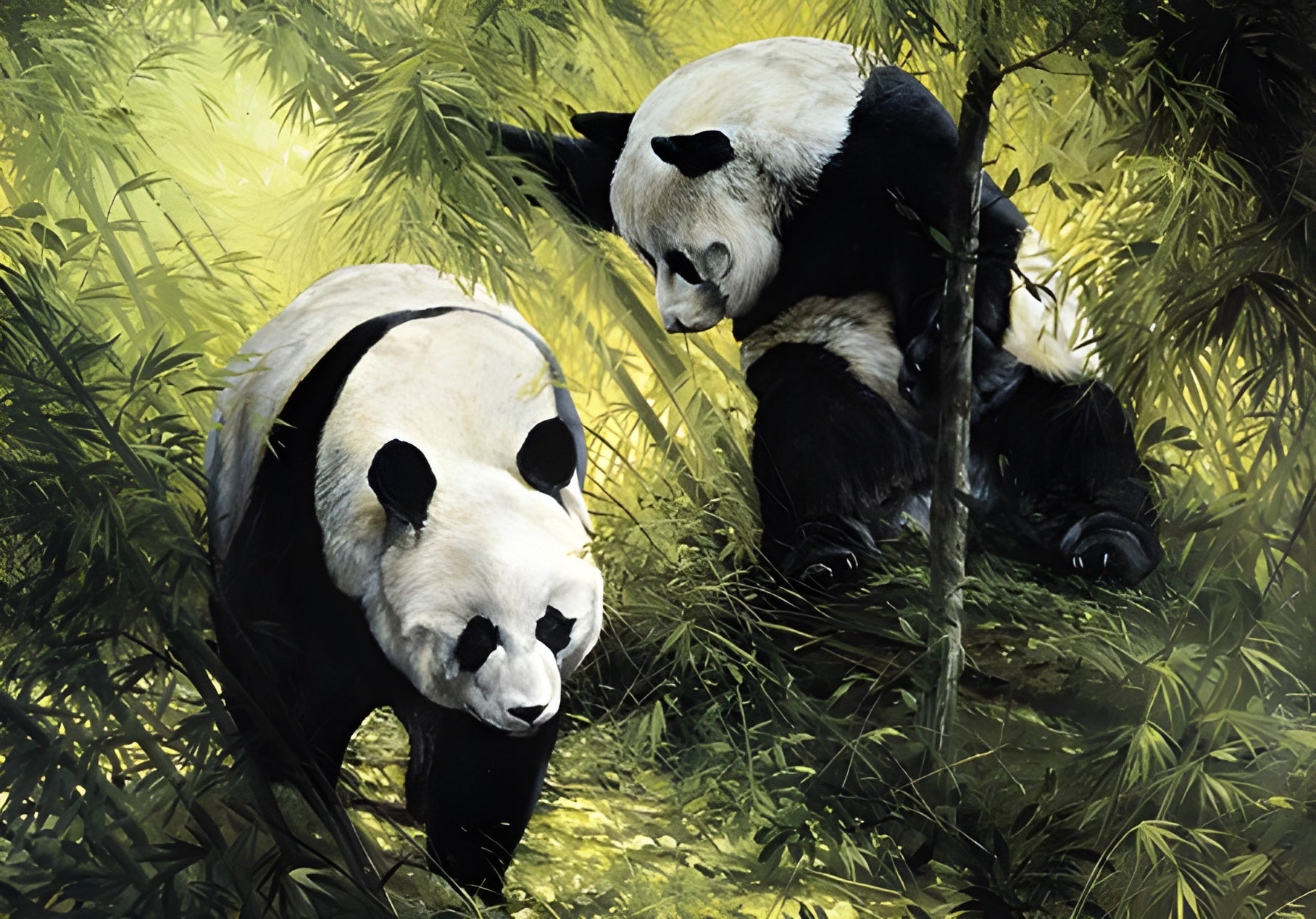 Panda Pair