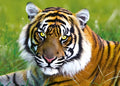 Tiger (37192)