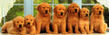 Puppies in a Row (Panoramic)