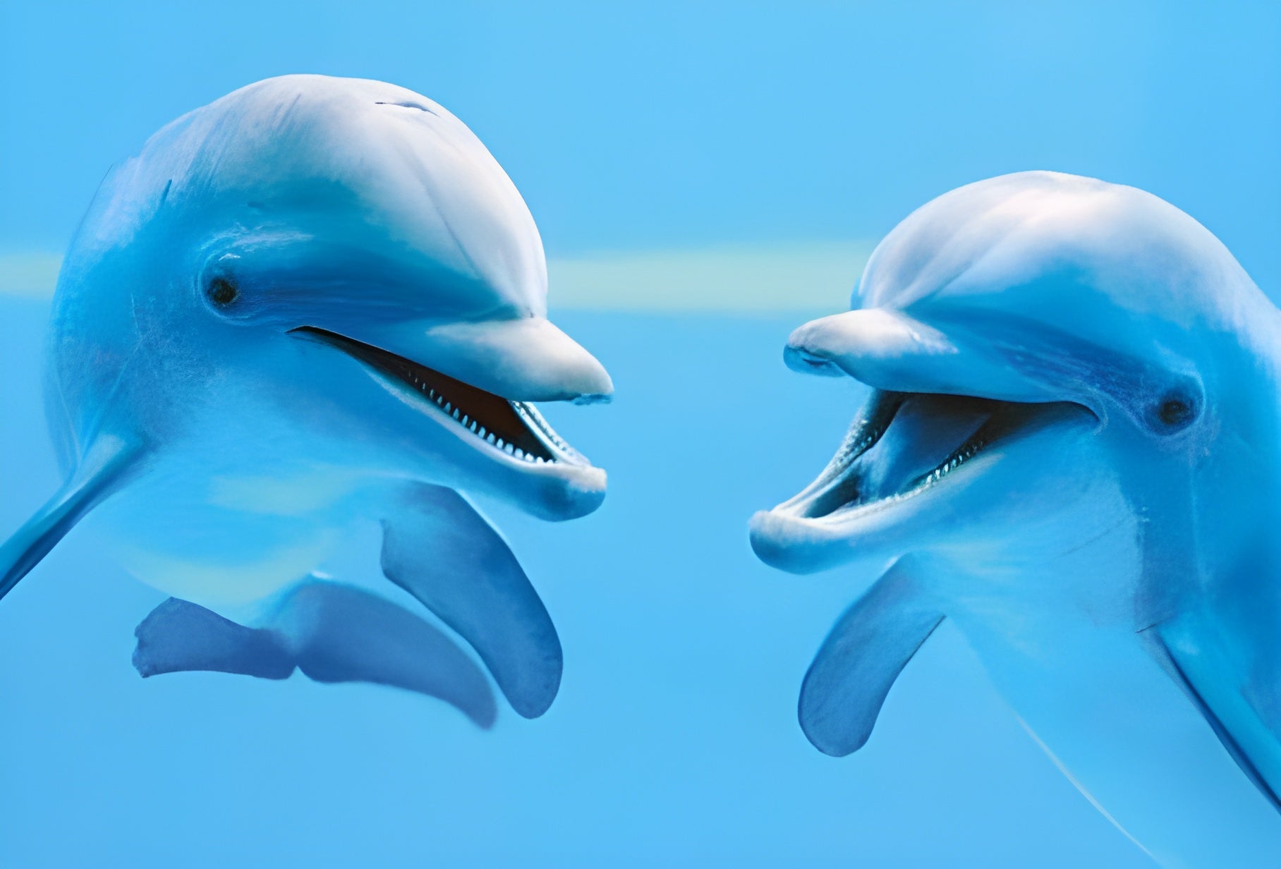 Dolphins (#94051)